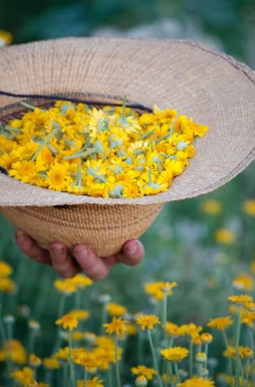 7 Best Herbs for PMS Relief That Fit Real Life