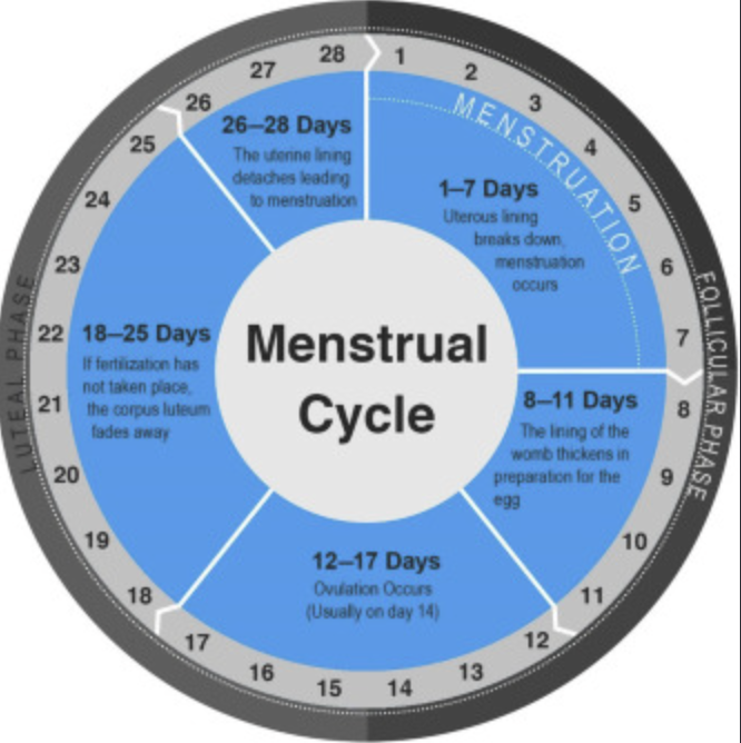 How to Support Cycle Regularity Naturally